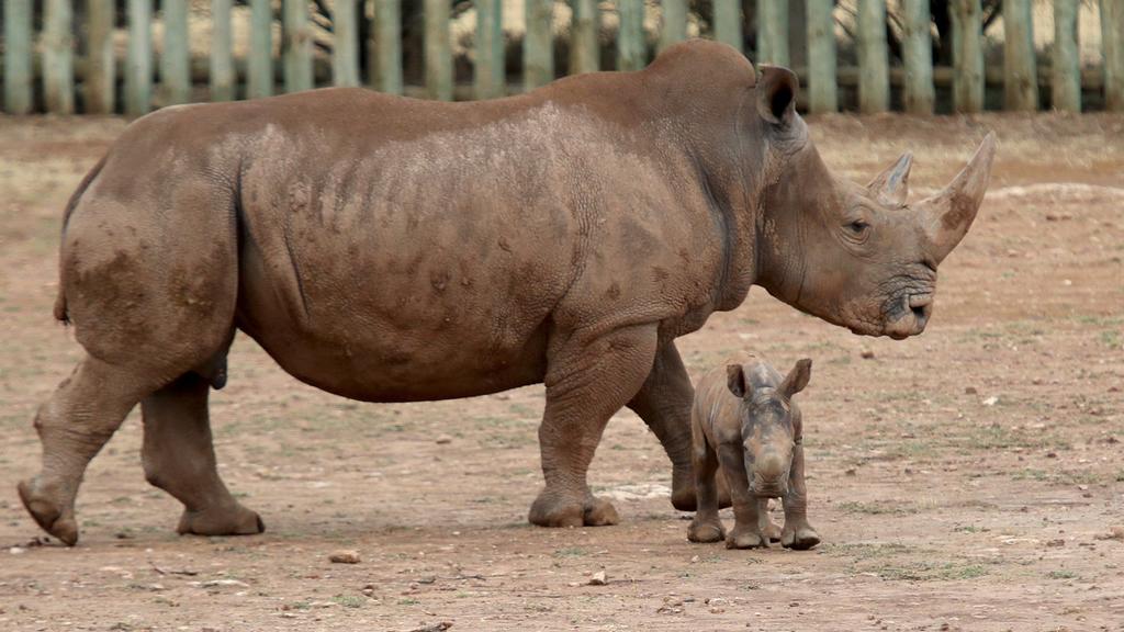 Extraen óvulos de rinoceronte blanco para intentar salvar la especie