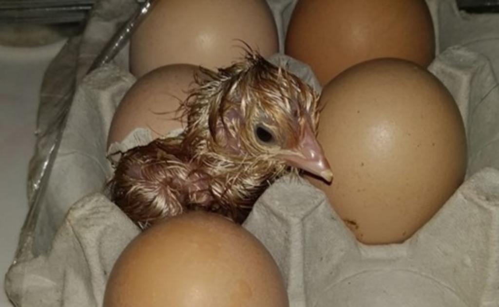 Compra docena de huevos y afirma que ¡le nació un pollito!