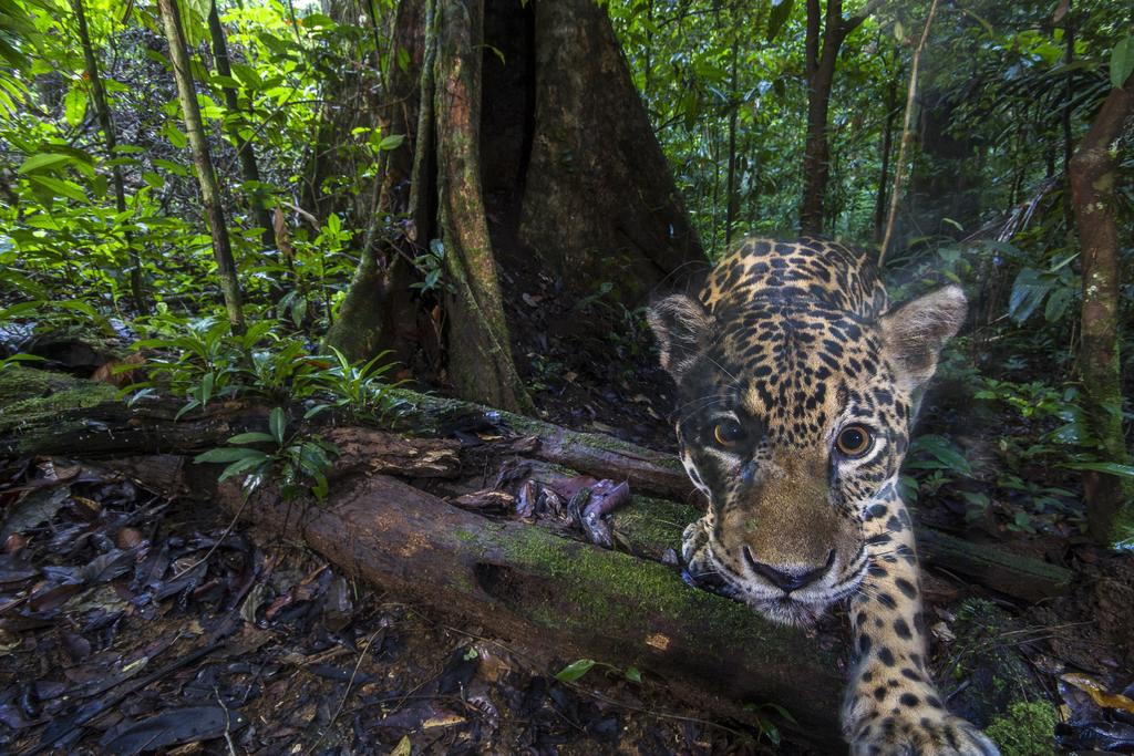 Animales luchan para ponerse a salvo de las llamas del Amazonas