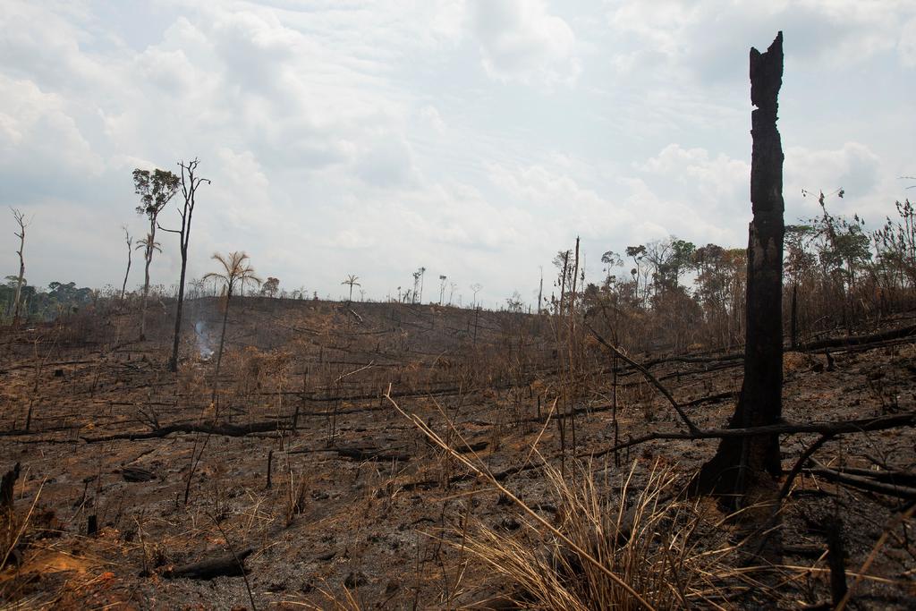 Confirma Brasil extinción del fuego en un parque nacional del Amazonas