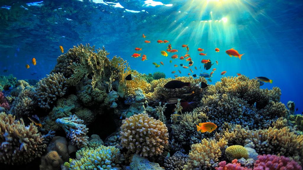 Cambio climático amenaza a la Gran Barrera de Arrecifes, alerta informe