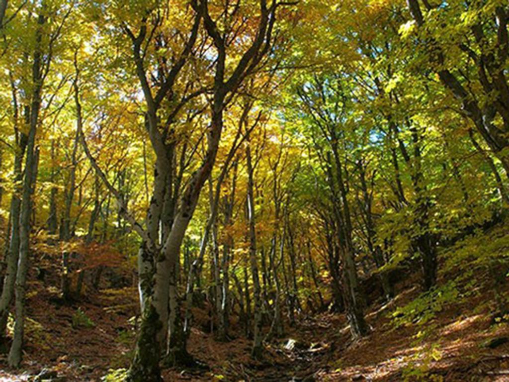Permitió el aislamiento de Albania el desarrollo de singular bosque de hayas