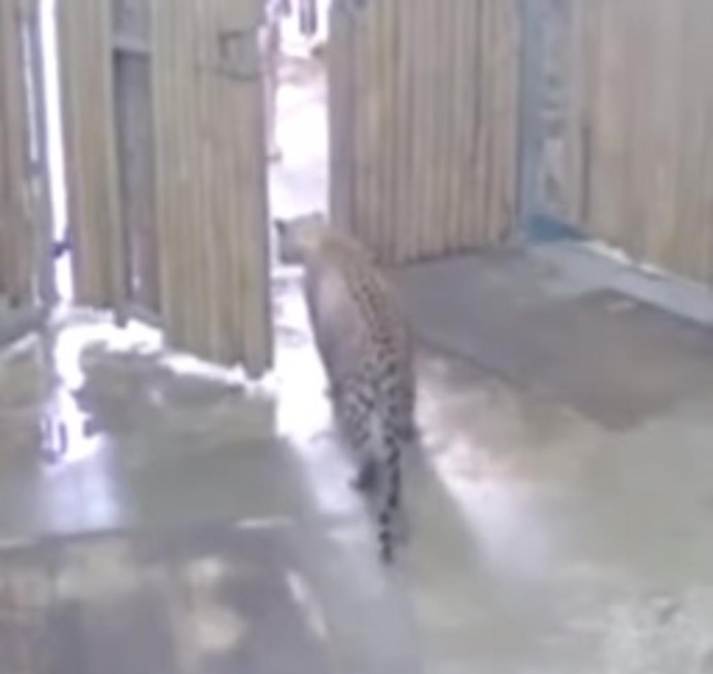 Leopardo ataca a niño luego de que alguien abriera la puerta de su recinto