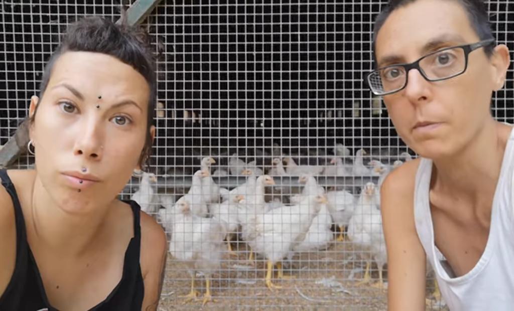 Santuario animal se hace viral por separar gallos de gallinas
