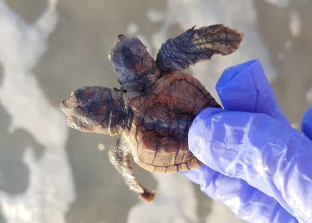 Encuentran una tortuga de dos cabezas en nido de playa
