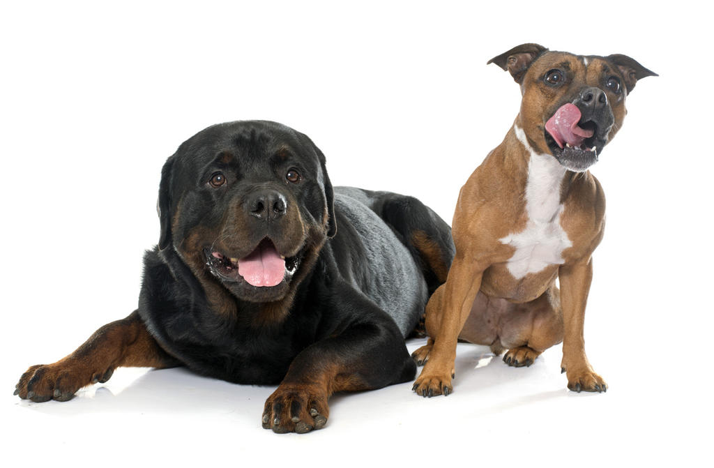 ¿Cómo identificar la obesidad en los perros más robustos?