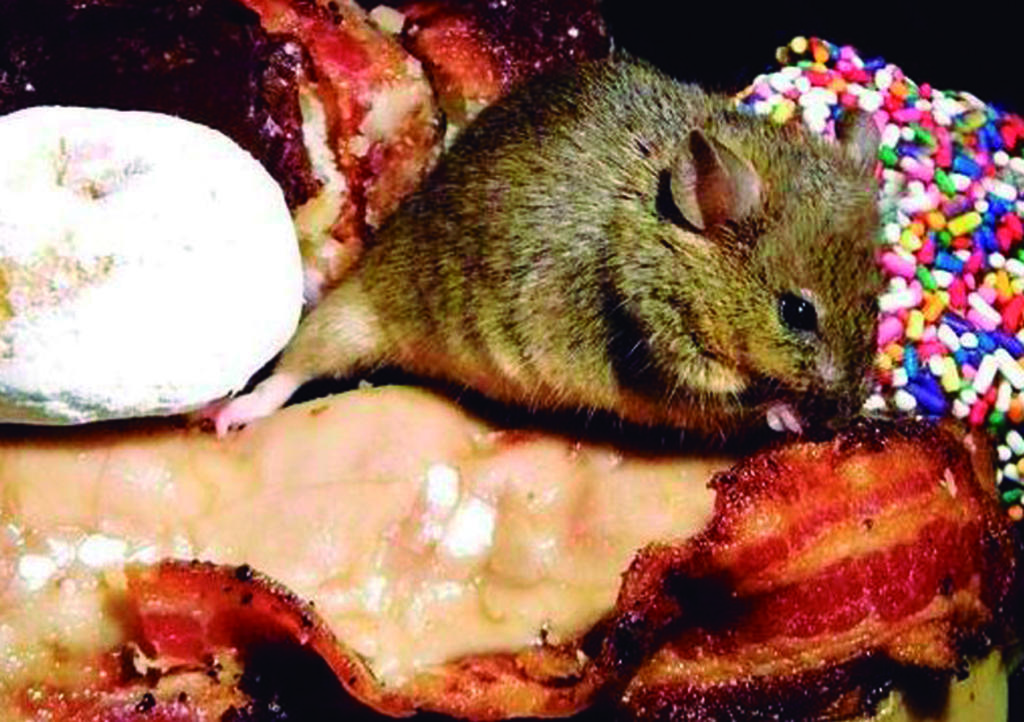El 'suicidio' de ratón que se hizo viral