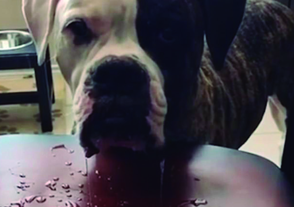 VIRAL: Bulldog no deja de babear al esperar comida