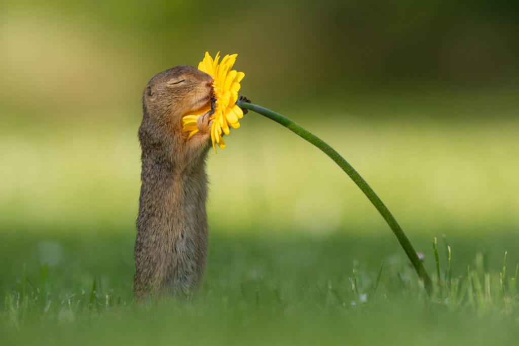 La fotografía de una ardilla oliendo una flor se hace viral