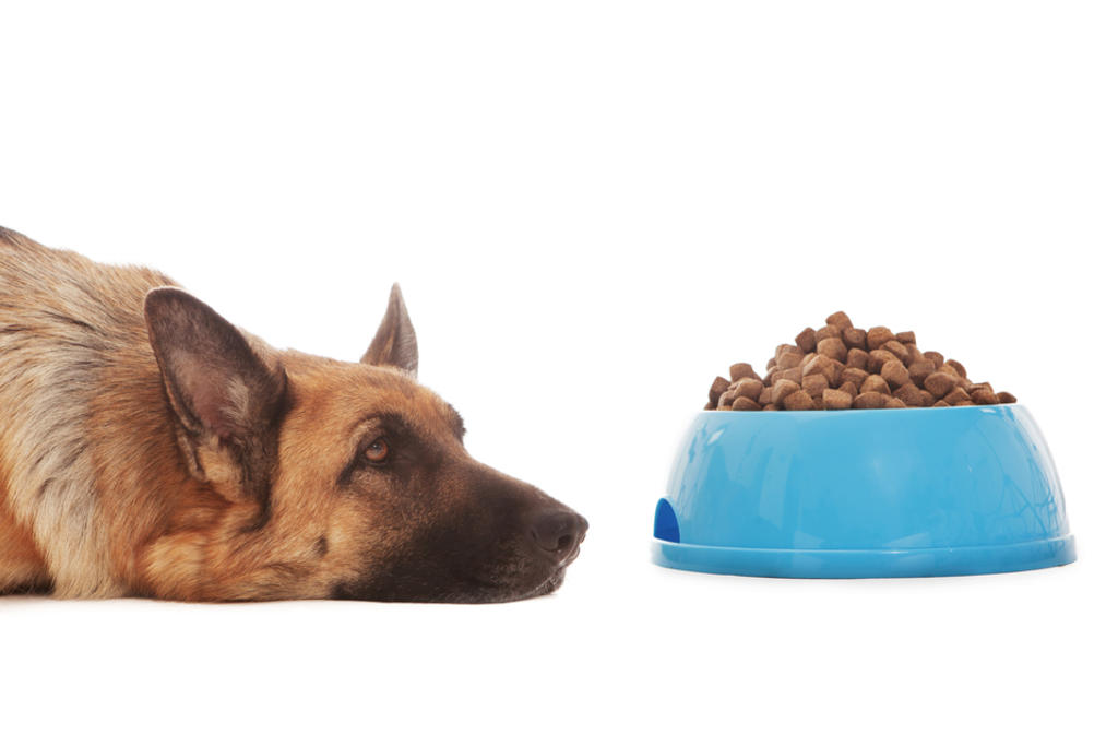 ¿Cuánto deben comer los perros al día?