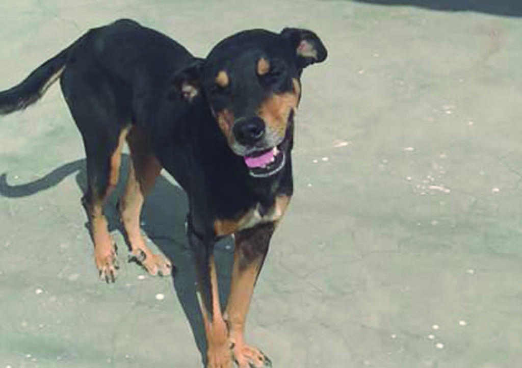 VIRAL: La reacción de perro callejero al recibir comida