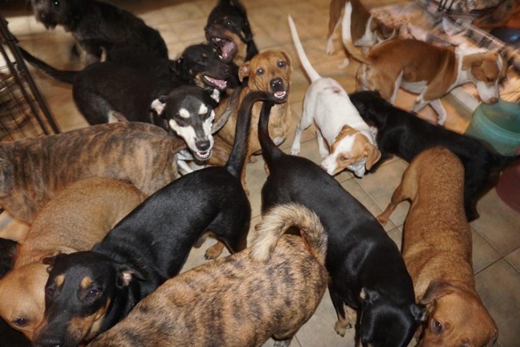 Mueren 220 perros y 50 gatos en albergue en Bahamas por huracán Dorian