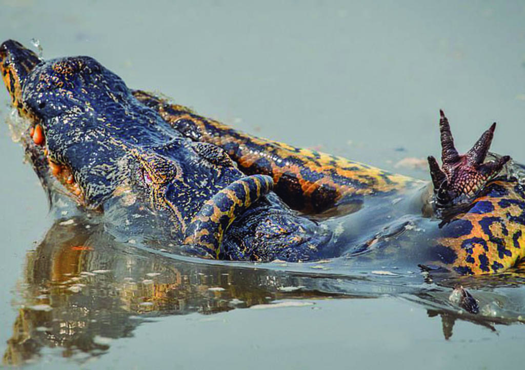 VIRAL: Captan épica pelea entre anaconda y caimán