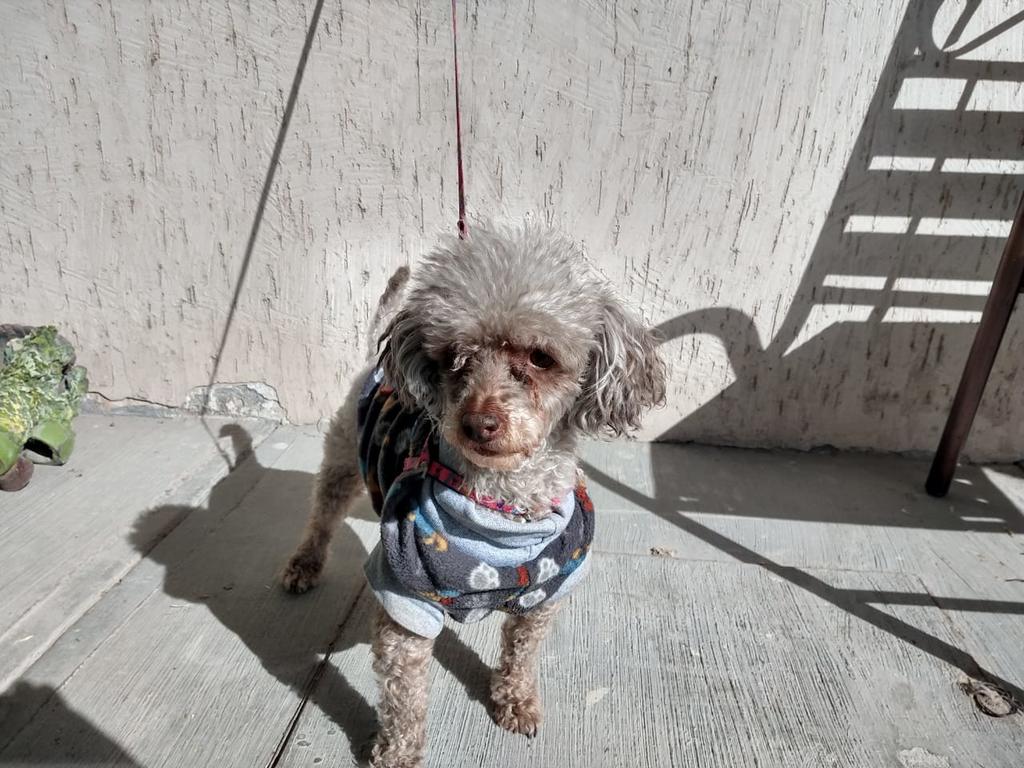 Invitan a carrera con mascota para apoyar albergue canino en Torreón