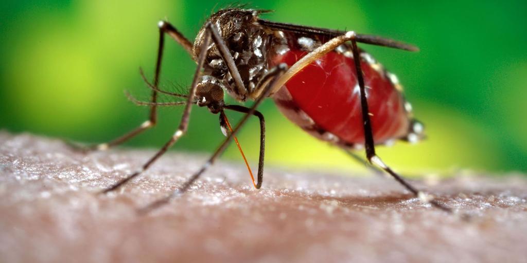 Lidera Veracruz casos de dengue en 2019
