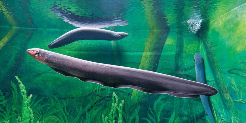 Identifican tres especies de anguilas eléctricas en ríos sudamericanos