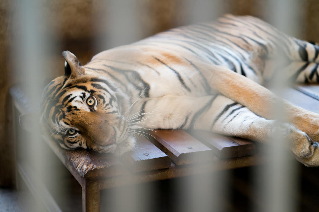 VIDEO: Tigre se escapa en pleno espectáculo de circo