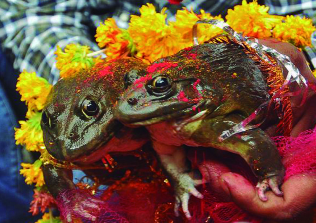 El viral divorcio de dos ranas para terminar con lluvias