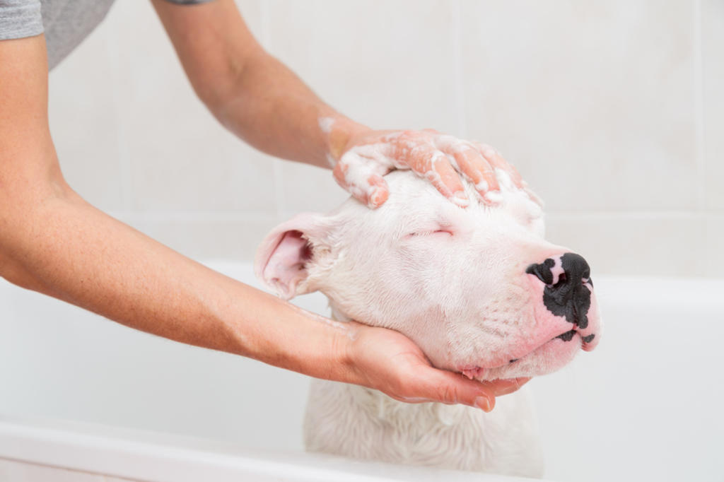 ¿Cómo dar a tu perro un baño casero correctamente?