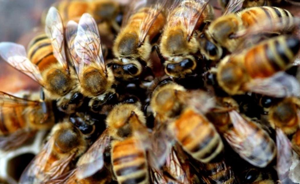 Enjambre de abejas atacan a alumnos de primaria en Mazatlán
