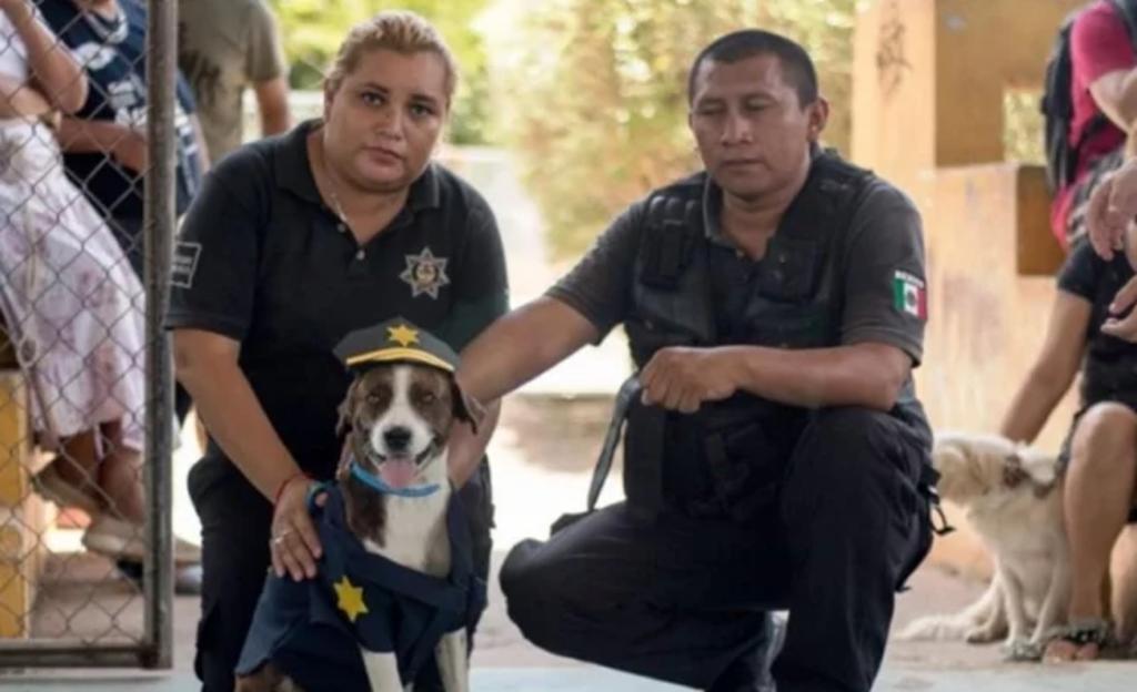 'Chilaquil', de perro con desnutrición a policía de narcóticos