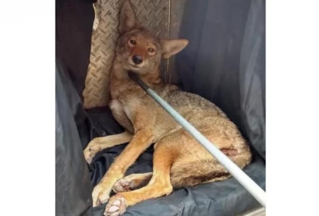 Rescatan a coyote atropellado en autopista de Zacatecas