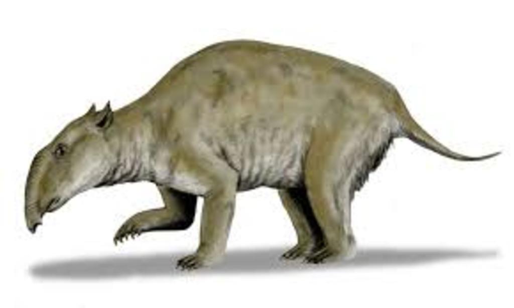 Estudio revela tamaño 'gigante' de especie extinta de marsupial en Australia