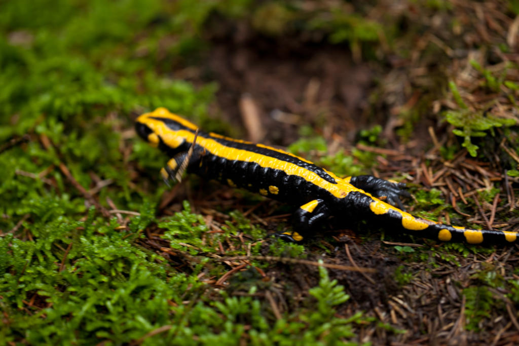 Identifican una nueva salamandra; es el anfibio más grande del mundo