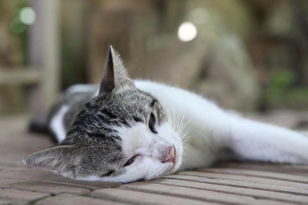 VIRAL: Gato se hace el dormido para robar comida