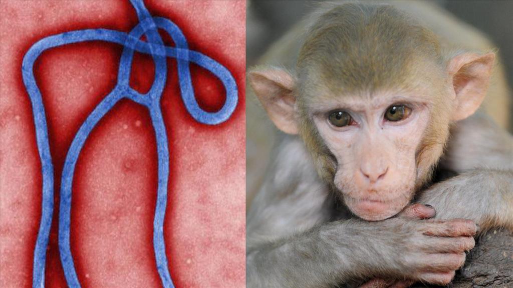 Monos se volvieron inmunes tras inocularles virus del Ébola con mutación