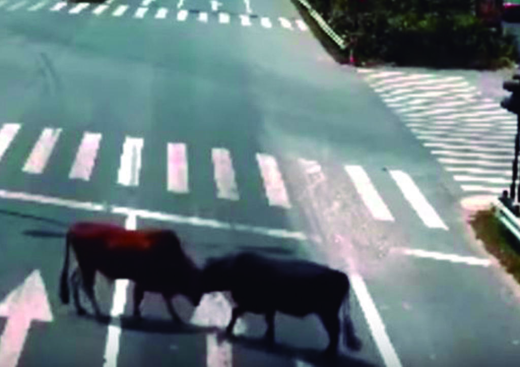 Pelea de dos toros en medio de calle se hace viral