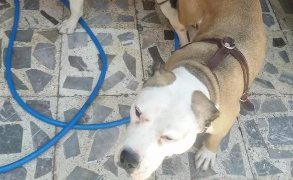 Buscan a 'El Orejas', hombre que mató a perra pitbull en Iztapalapa