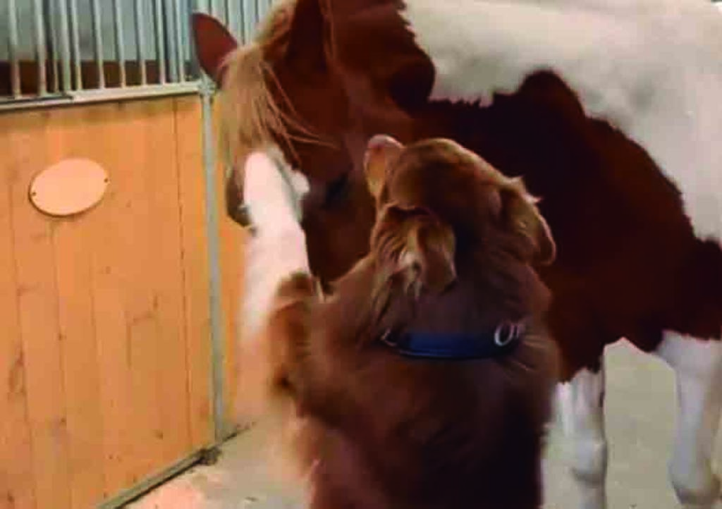 VIRAL: El adorable encuentro de perro y caballo