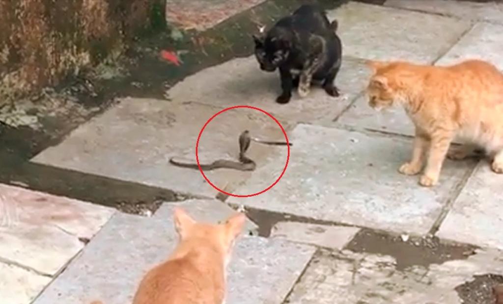 VIRAL: El enfrentamiento entre cuatro gatos y una serpiente