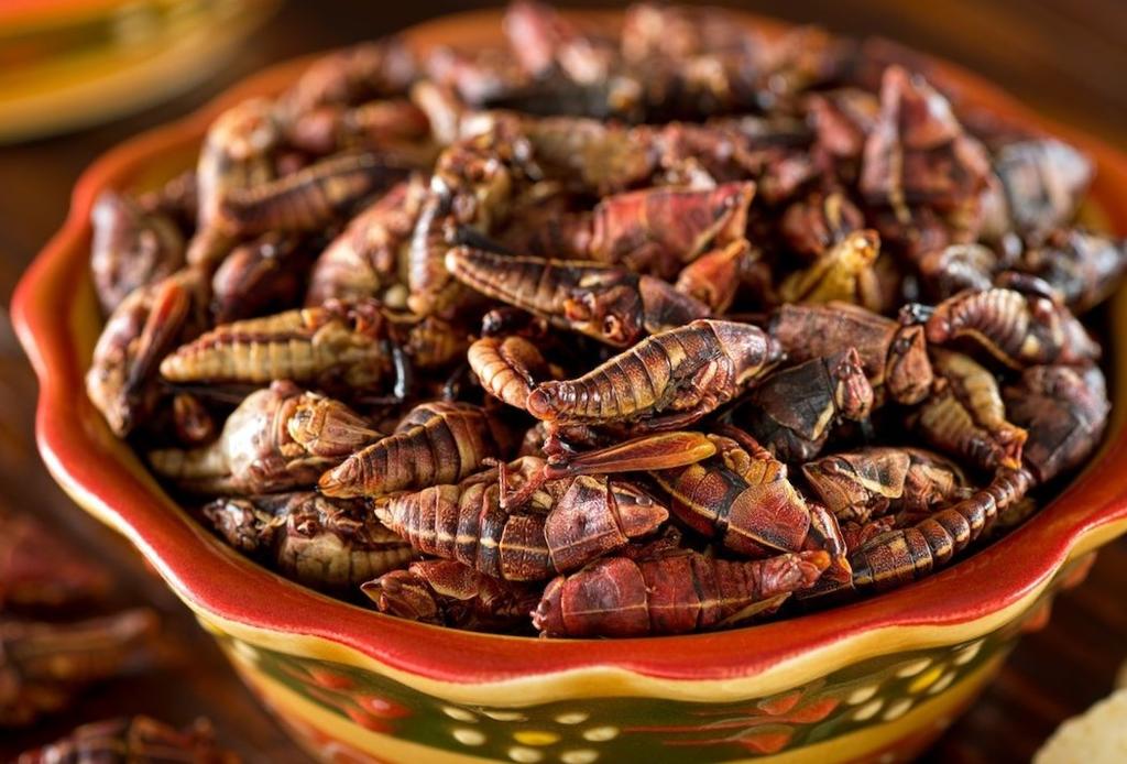 Los chapulines, un platillo delicioso y nutritivo