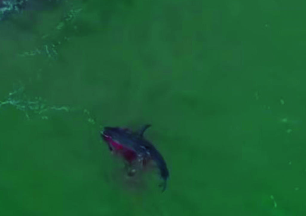 VIDEO: Captan impactante ataque de tiburón a lobo marino