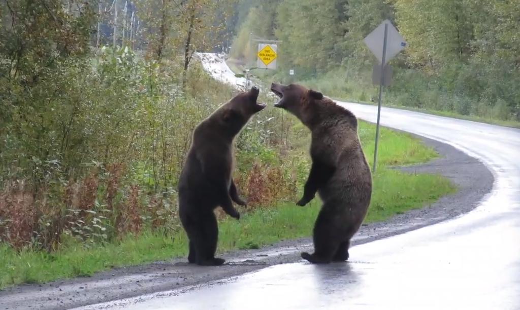 La pelea de osos que se ha vuelto viral en la red