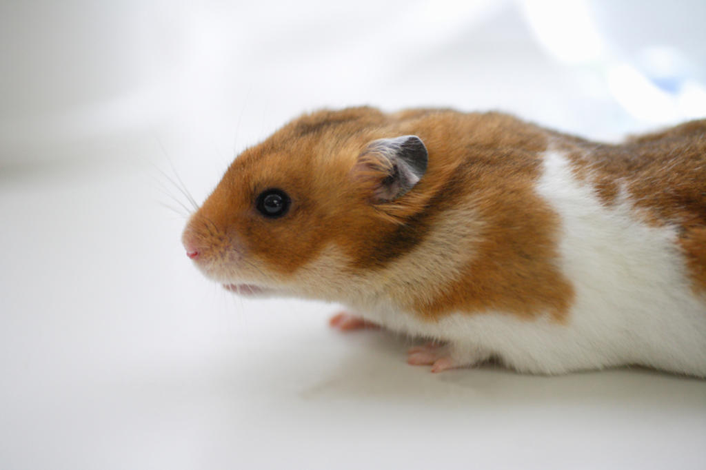 Hallan en ratones cómo neutralizar al glioblastoma, un tumor cerebral
