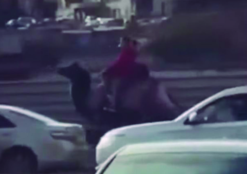 VIRAL: La mujer que esquivó el tráfico a bordo de un camello
