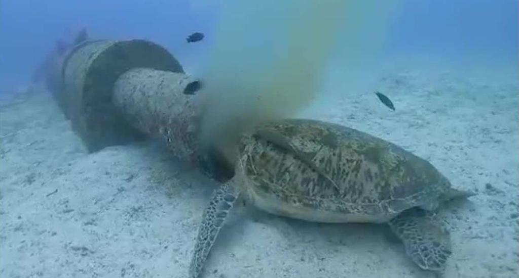 Captan a tortuga marina alimentándose de desechos residuales