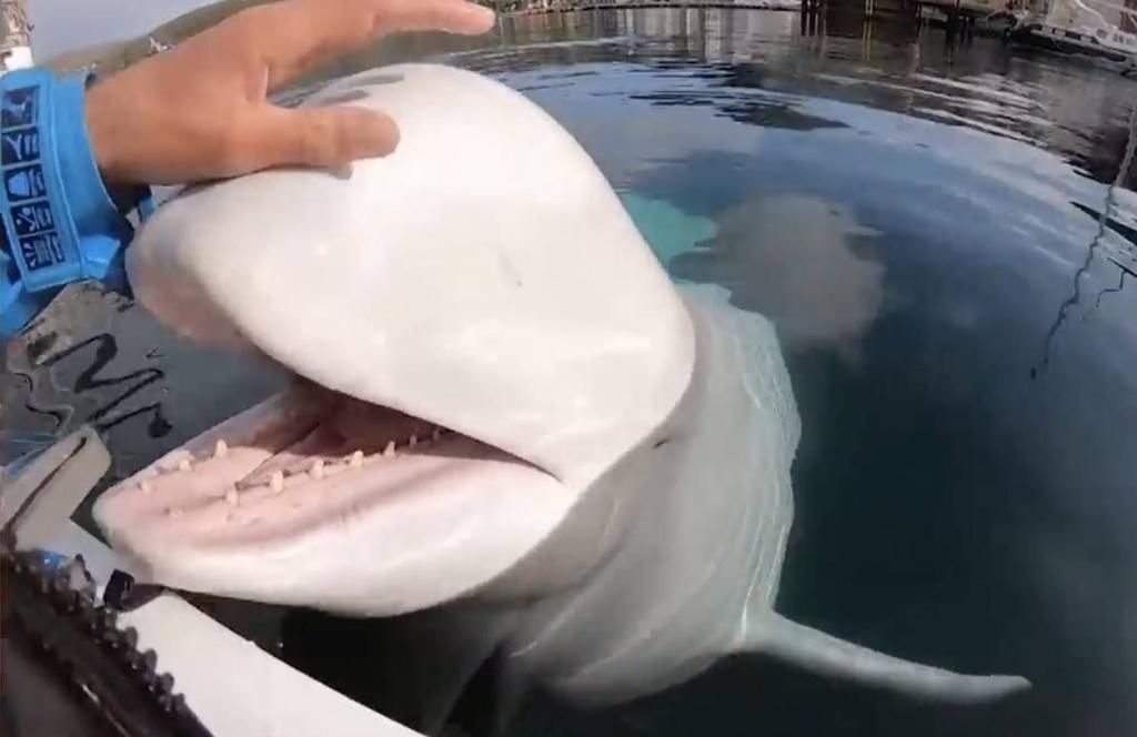 VIDEO: Beluga recupera una GoPro y al regresarla posa para el dueño