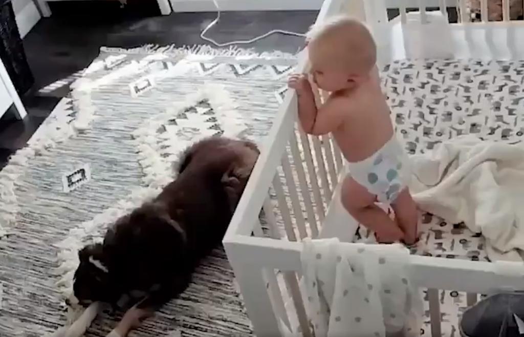 VIDEO: Mujer descubre lo que hace su perro en la habitación de su bebé