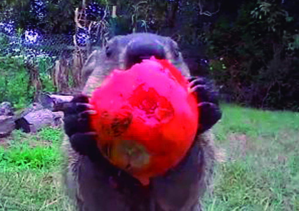 VIDEO: La marmota 'ratera' que se hizo viral en redes