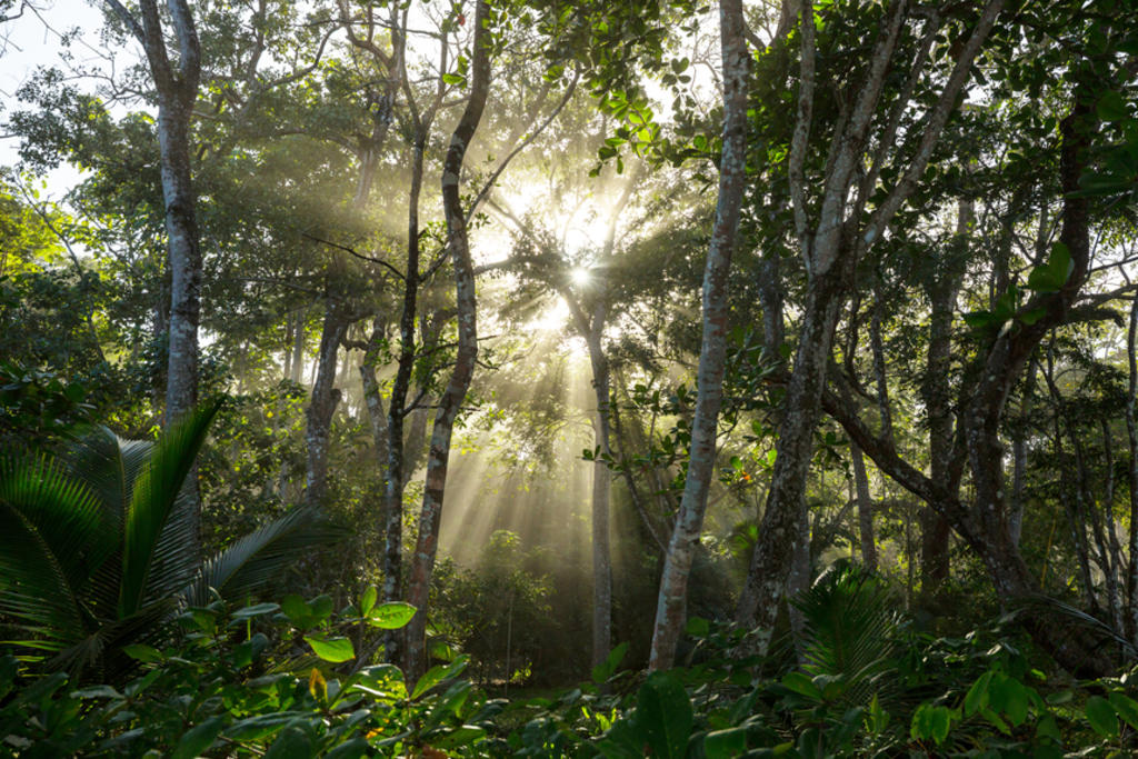 Se desconoce hasta el 60 % de árboles en región amazónica de Ecuador