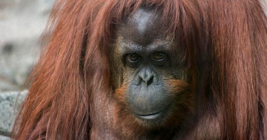 La orangutana 'Sandra' tendrá nuevo hogar en Estados Unidos