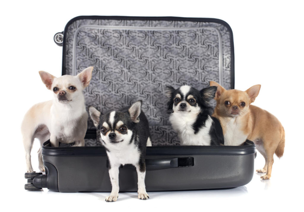 Los perros Chihuahua y su popularidad