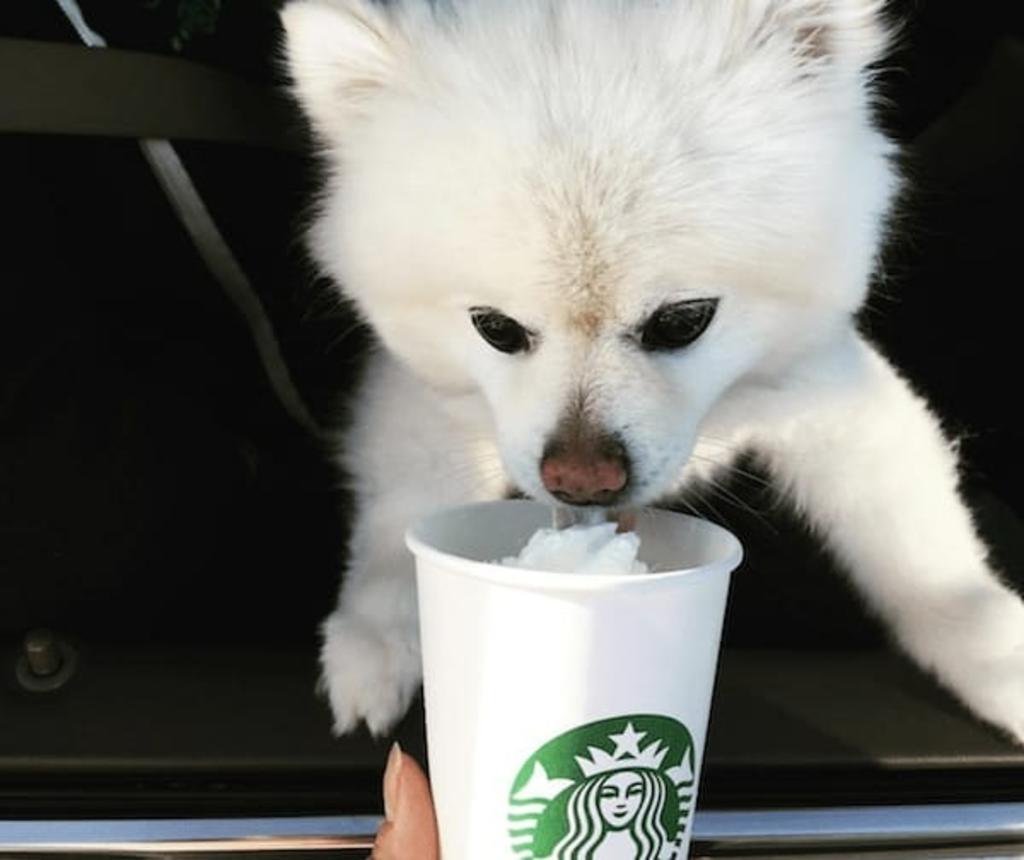Starbucks y su bebida 'secreta' para perros: El Puppuccino