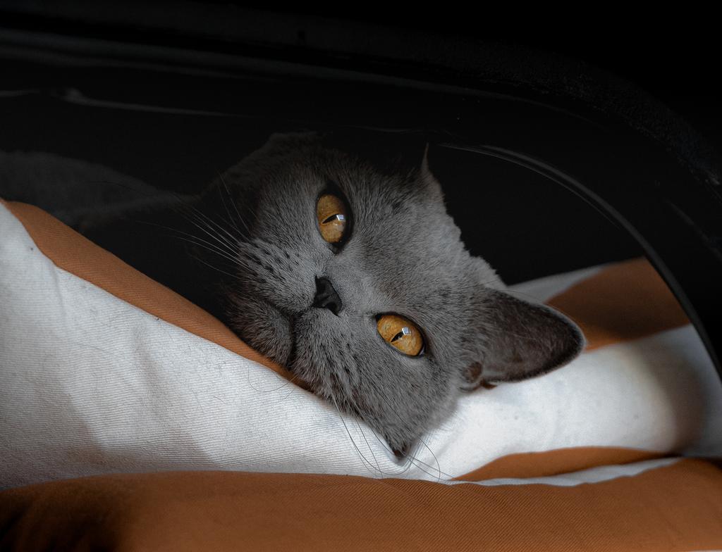 Lo que no sabías de los ojos de los gatos
