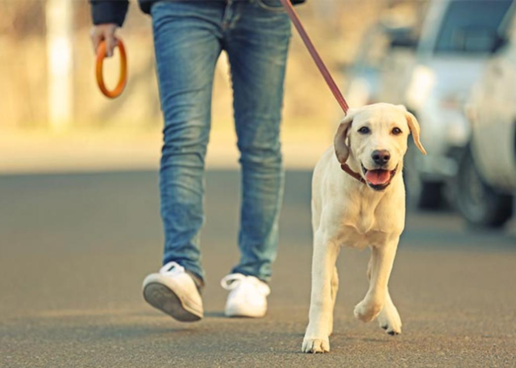 Territorios de Australia hacen obligatorio sacar a los perros a pasear