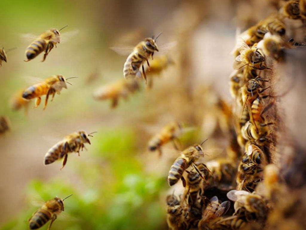 Hombre es hospitalizado con más de 100 picaduras de abeja